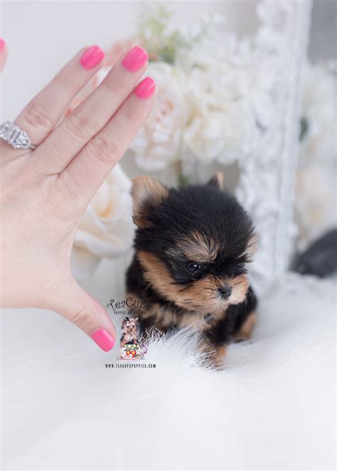 Florida Teacup Yorkie Breeder Teacup Puppies And Boutique