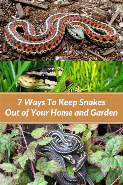 7 Ways To Keep Snakes Out Of Your Home And Garden Home And Gardening