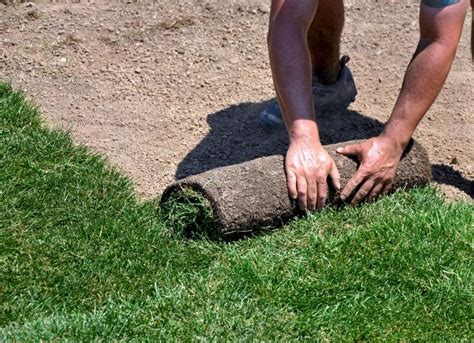 New Sod Care Ontario When To Water Newly Installed Sod Sod University