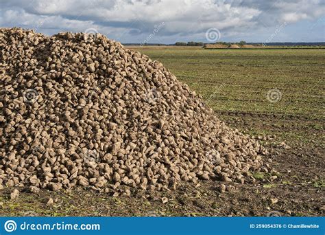 Large Pile Of Sugar Beets Sugar Beet Root Crop In The Field After