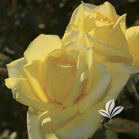 Rosa Rosa Tantolg Oregold Hybrid Tea Rose From Greenleaf Nursery