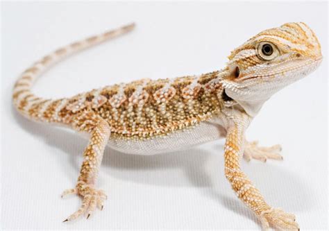 These species have been ranked by size, ease of care any pet lizard requires thorough research of care requirements and much consideration before the. BEARDED DRAGON reptile lizard wildlife nature wallpaper ...