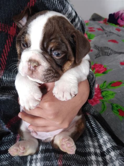Sometimes, you may find a bulldog for free in oklahoma to a good home listed by. English Bulldog Puppies For Sale | Jay, OK #321014
