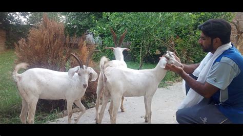Tapri Goat Farming In Pakistan Goat Farming Business In Pakistan Goat Farming With Tayyab