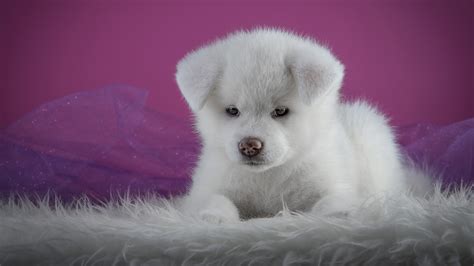 Afbeeldingen Pups Akita Hond Honden Wit Een Dier 3840x2160
