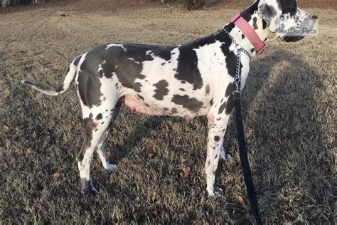 However, if you're been reading. Stella: Great Dane puppy for adoption near Tulsa, Oklahoma ...