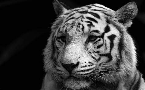 Wise White Tiger Wallpapers And Images Wallpapers