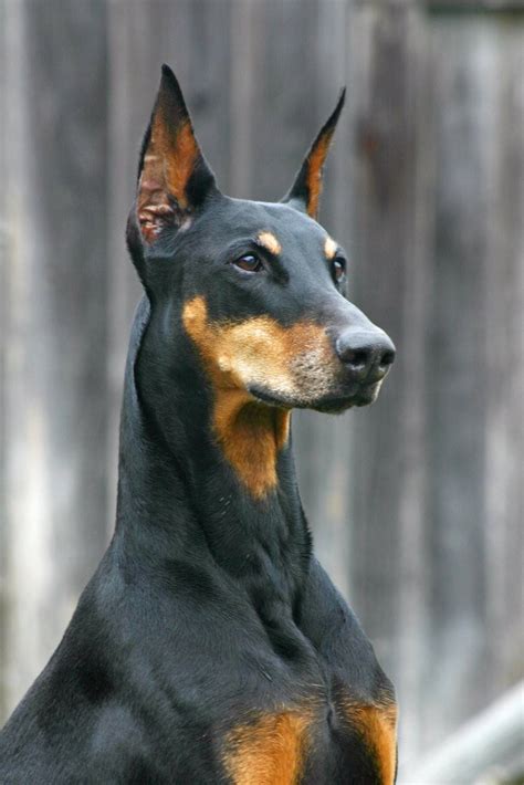 Doberman Pinscher Wallpapers Hd Download HD Wallpapers Download Free Images Wallpaper [wallpaper981.blogspot.com]