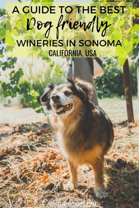 For the latest on california health advisories and. Best Dog Friendly Wineries in Sonoma Valley for wine ...
