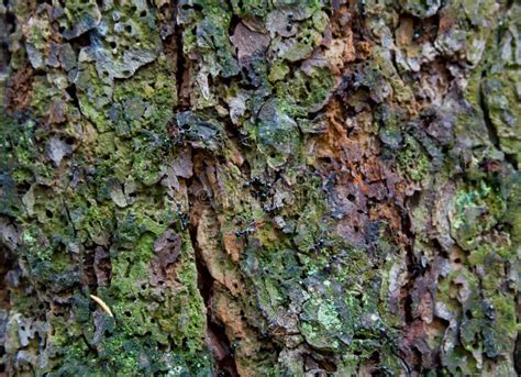 Texture Of Tree Bark Stock Photo Image Of Forest Background 3334568