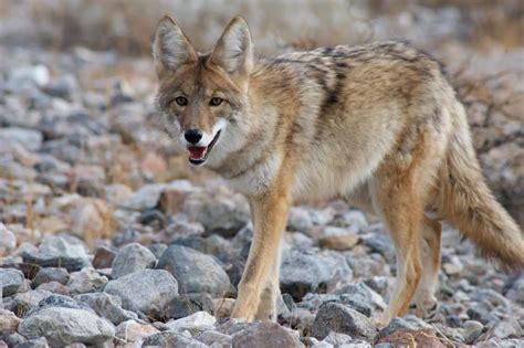 Meet New Yorks Urban Coyote Population Animals Around The Globe