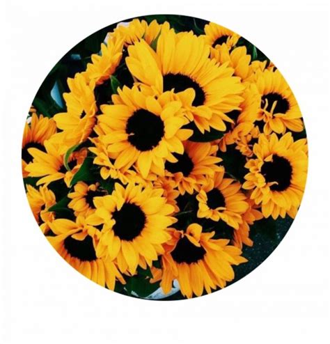 Yellow Sunflower Aesthetic Wallpapers Top Free Yellow Sunflower