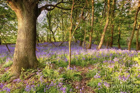 Bluebell Path Deep In The Forest Photograph By Simon Bratt Pixels