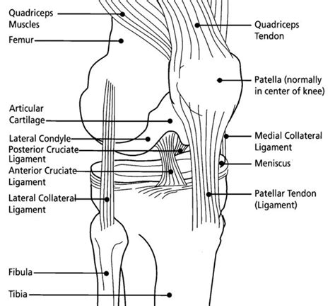 Medial Collateral Ligament Wikidoc