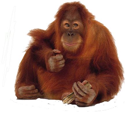 Orangutan Png Transparent Image Download Size 991x840px