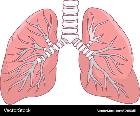 Human Lung Cartoon Royalty Free Vector Image Vectorstock