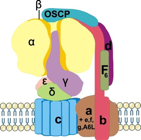Human Mitochondrial Atp Synthase Or Complex V Consist Open I