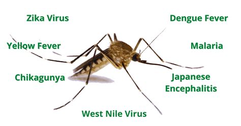 Diseases Spread By Mosquitoes What You Need To Know Buzz Be Gone