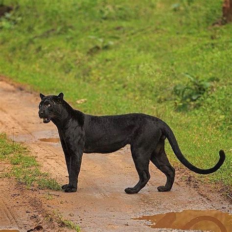 Black Panther On It Day Mission Please Follow Waowafrica Photo