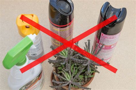 Homemade Bug Spray For House Plants Hunker