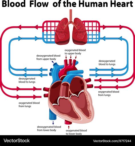 Chart Showing Blood Flow Of Human Heart Royalty Free Vector