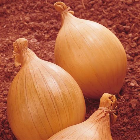 Onion Ailsa Craig Giant Show Vegetable Allium Cepa Hardy Annual