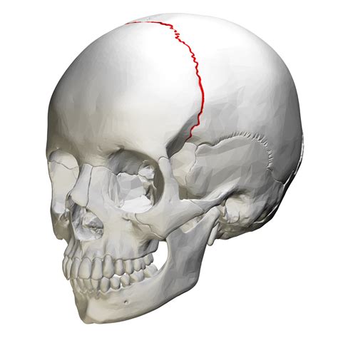 Filecoronal Suture Skull Anterior View03png Wikimedia Commons