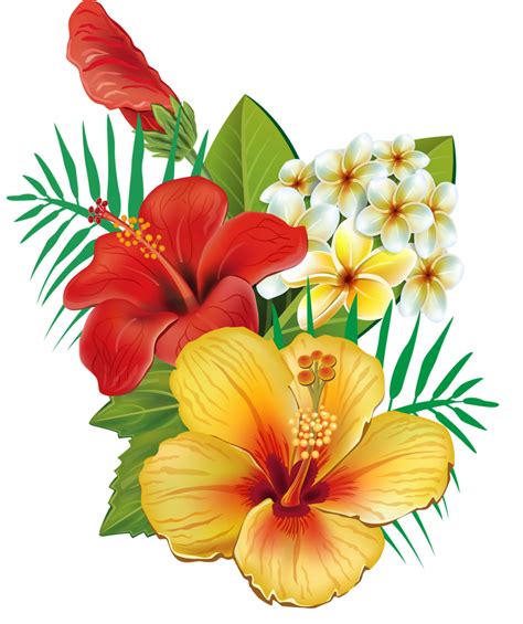 Hibiscus Flower Drawing Png Illustration About Hibiscus Flower