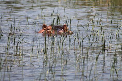 Free Download Hd Wallpaper Hippopotamus Lake Awassa Ethiopia Water Summer Nature