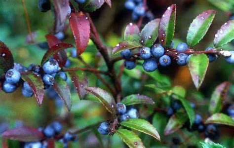 Evergreen Huckleberry Berries Native To Kings County Wa Garden