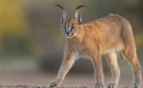 Caracal As The Cheetah Returns To India Researchers Map Out Most