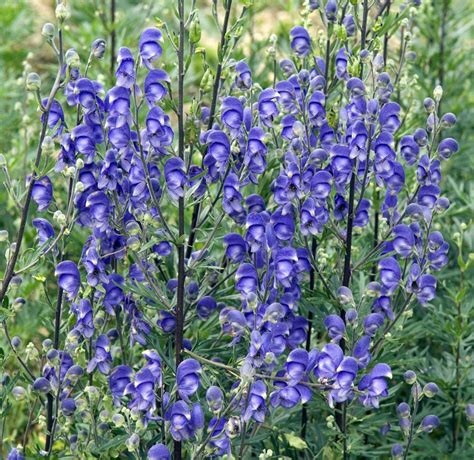 101 Perennials That Do Well In Shade A To Z Plants That Like Shade