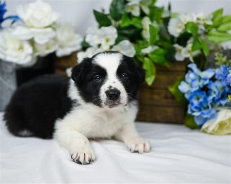 Sweet And Handsome Black And White Border Collie Puppy Named Miami