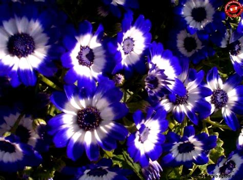Names And Images Of Blue Flowers Wallpapers Gallery