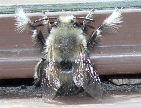 Fuzzy Footed Bee From Oregon What S That Bug