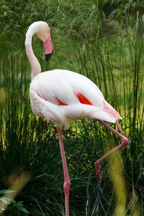 Flamingo Bird Free Stock Photo Public Domain Pictures