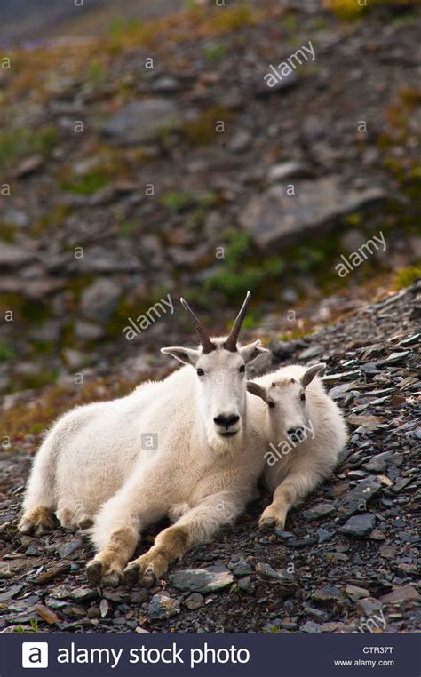 A Mountain Goat Nanny Her Kid Are Resting On Hillside Near Harding
