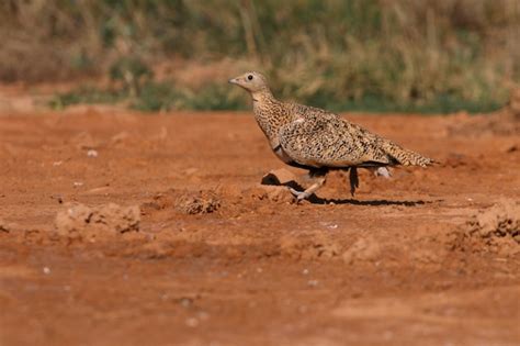 Premium Photo Black Bellied Sandgrouse Female At A Water Point In A