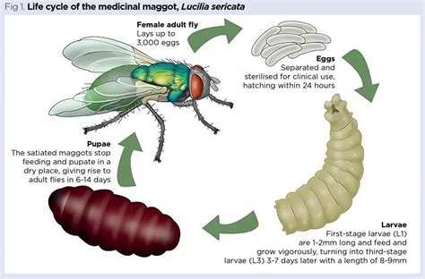 The Principles Of Maggot Therapy And Its Role In Contemporary Wound