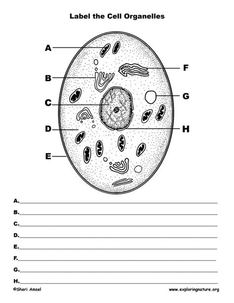The number of questions you answered correctly on the whole test and on each content area. Label the Cell Diagram