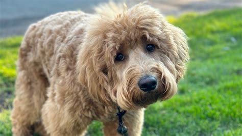 Fundraiser by Ed Kim : Covering Teemo’s end of life care