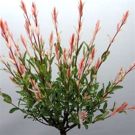 Yougarden buddleia tricolour butterfly bush £14.20. Salix Flamingo, willow-like but with crazy pink leaves at ...