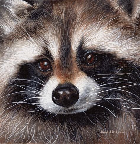 Raccoon Painting By Sarah Stribbling Pixels