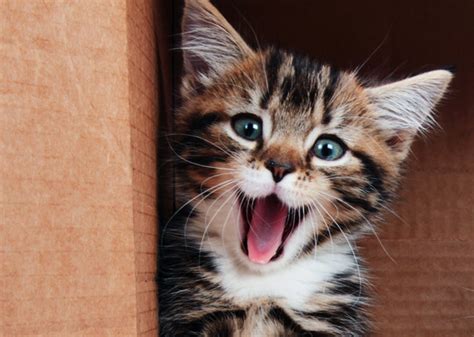 10 Most Popular Kitten Names Vetstreet Vetstreet
