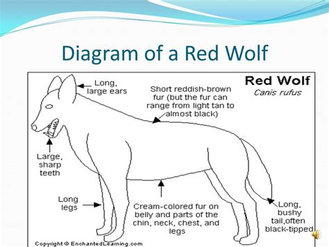 Презентация на тему красный волк Презентация по окружающему миру
