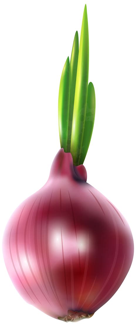 Onion Computer File Red Onion Free Png Clip Art Image Png Download