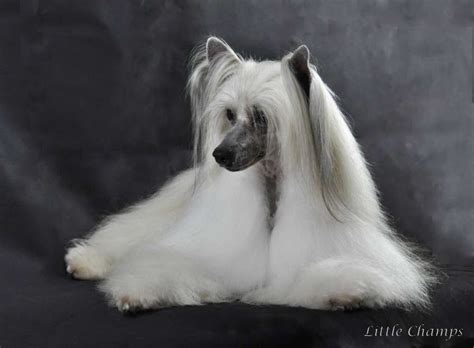 Joli Mec Little Champs Chinese Crested Chinese Crested Dog Chinese