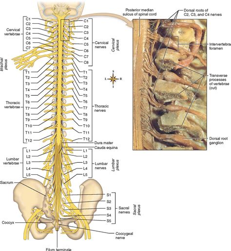 Peripheral Nervous System Basicmedical Key