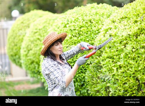 Woman Trimming Bush Hi Res Stock Photography And Images Alamy