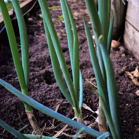 Growing Shallots Is So Easy Check Out Our Post How To Grow These And